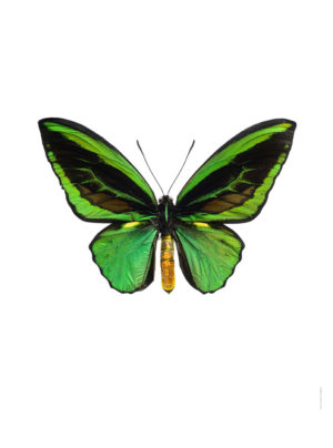 Ornithoptera priamus, grønn
