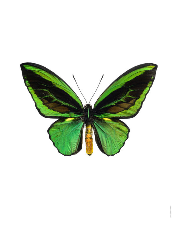 Ornithoptera priamus, grønn