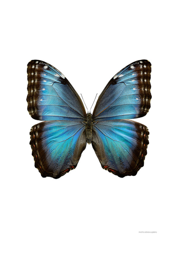 Morpho helenor montezuma