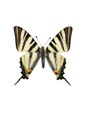Slåpetornsvalestjert, Iphiclides podalirius