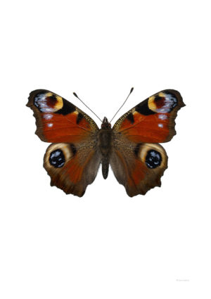 Dagpåfugløye, Inachus io