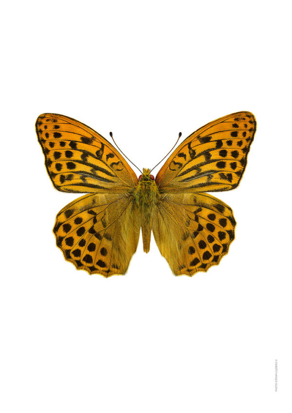 Keiserkåpe, Argynnis paphia