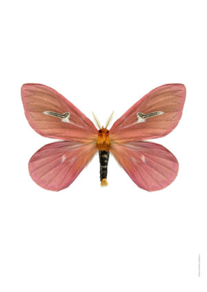 Cerodirphia apunctata