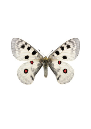 Apollosommerfugl, Parnassius apollo