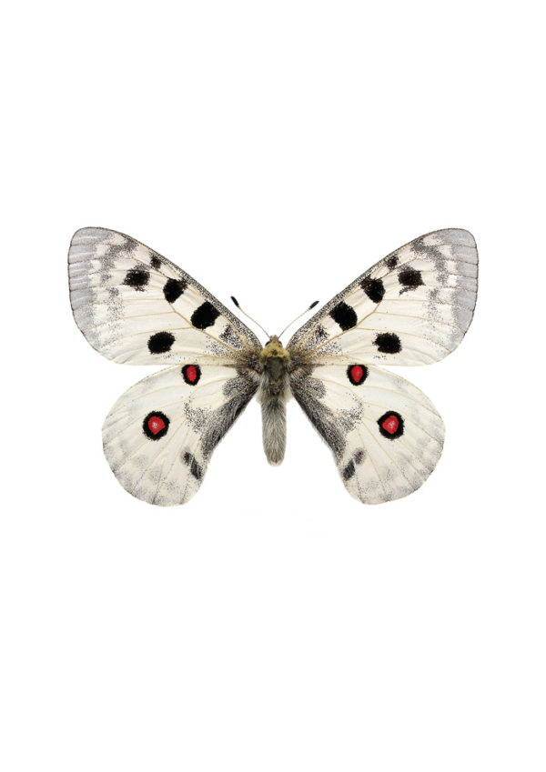 Apollosommerfugl, Parnassius apollo