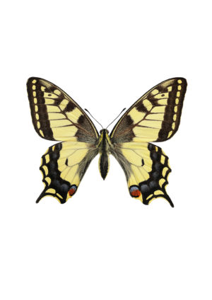 Svalestjert, Papilio machaon