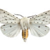 Vanlig tigerspinner, Spilosoma lubricipeda