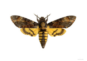 Dødningehodesvermer, Acherontia atropos