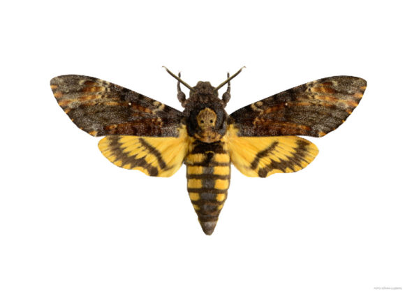 Dødningehodesvermer, Acherontia atropos