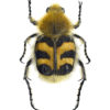 Humlebille, Trichius fasciatus