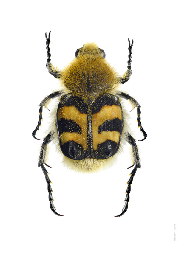 Humlebille, Trichius fasciatus