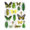 Insektsmiks, grønne og gule