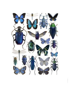 Insektsmiks, blå