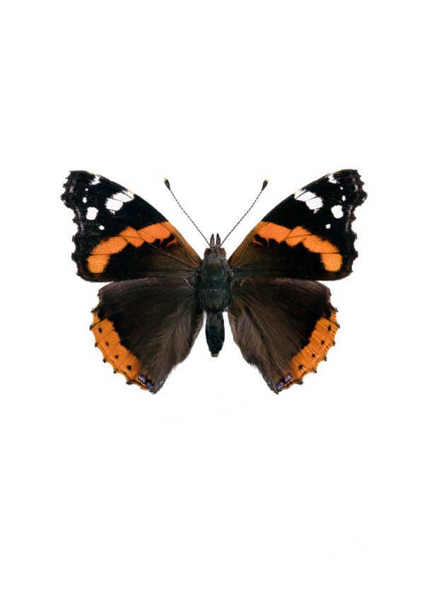 Admiral, Vanessa atalanta