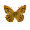 Keiserkåpe, Argynnis paphia