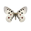 Apollosommerfugl, Parnassius apollo