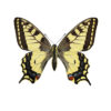 Svalestjert, Papilio machaon