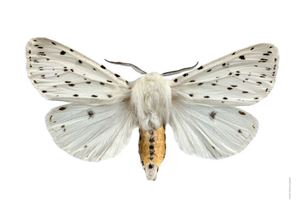 Vanlig tigerspinner, Spilosoma lubricipeda