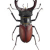 Eikehjort, Lucanus cervus, hann