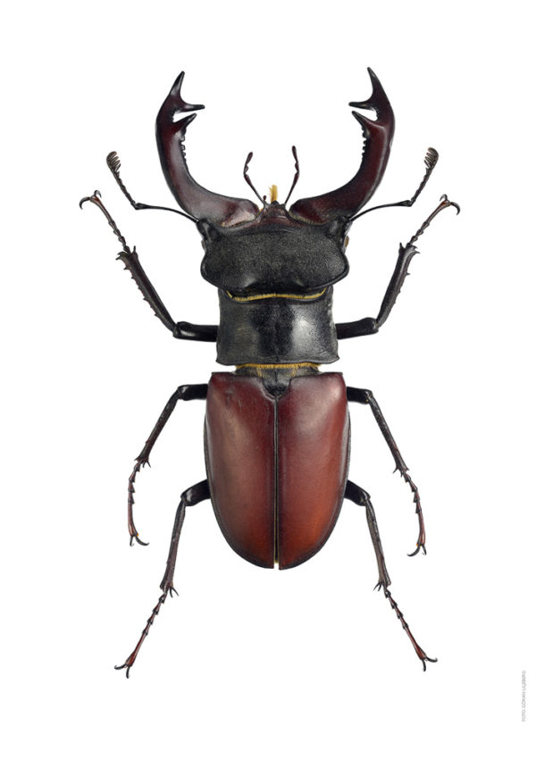 Eikehjort, Lucanus cervus, hann