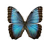 Morpho helenor montezuma