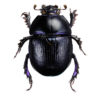 Skogtordivel, Anoplotrupes stercorosus