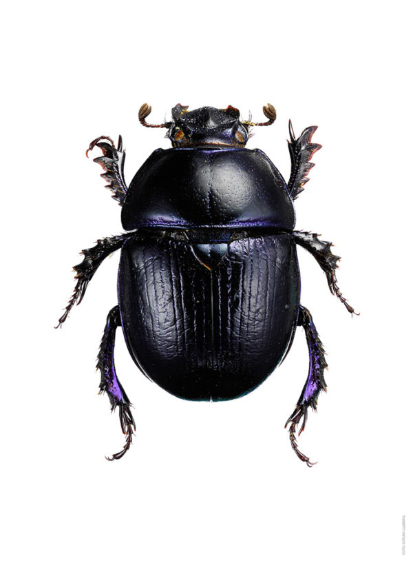 Skogtordivel, Anoplotrupes stercorosus