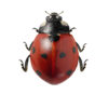 Sjuprikket marihøne, Coccinella septempunctata