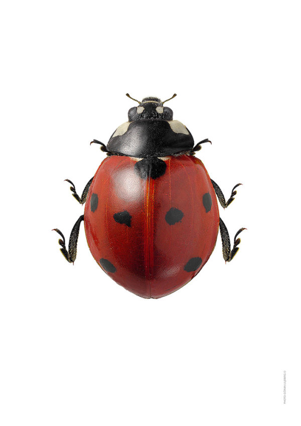 Sjuprikket marihøne, Coccinella septempunctata