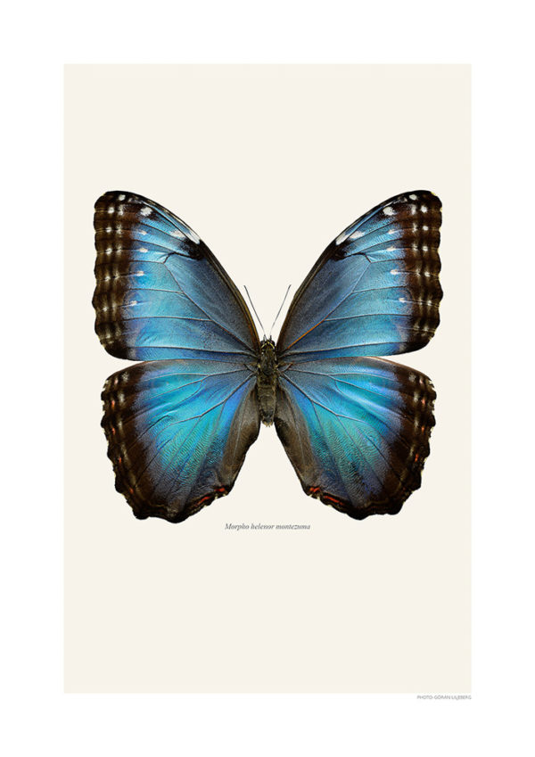 Morpho helenor montezuma