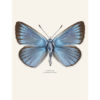 Sølvblåvinge, Polyommatus amandus