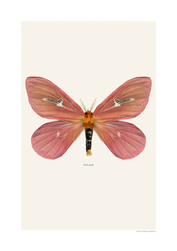 Cerodirphia apunctata