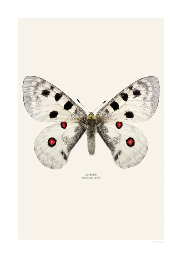 Apollosommerfugl, Parnassius apollo