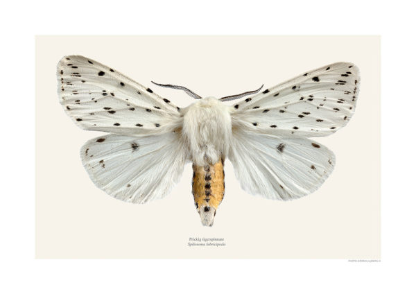 Vanlig tigerspinner, Spilosoma lubricipeda