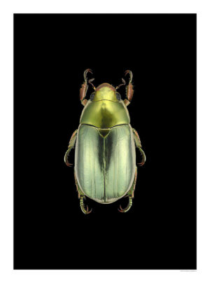 Chrysina strasseni - 30x40 cm, svart uten navn