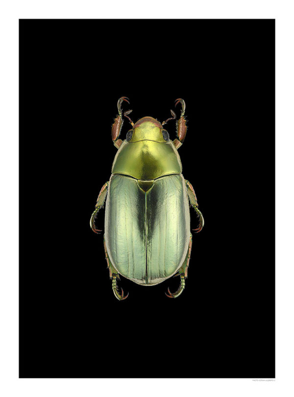 Chrysina strasseni - 30x40 cm, svart uten navn