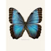 Morpho helenor montezuma