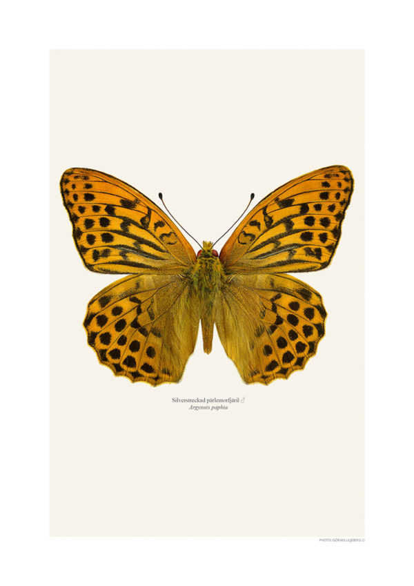 Keiserkåpe, Argynnis paphia