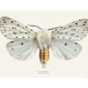 Vanlig tigerspinner, Spilosoma lubricipeda