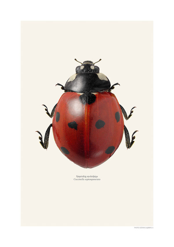 Sjuprikket marihøne, Coccinella septempunctata