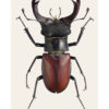 Eikehjort, Lucanus cervus, hann