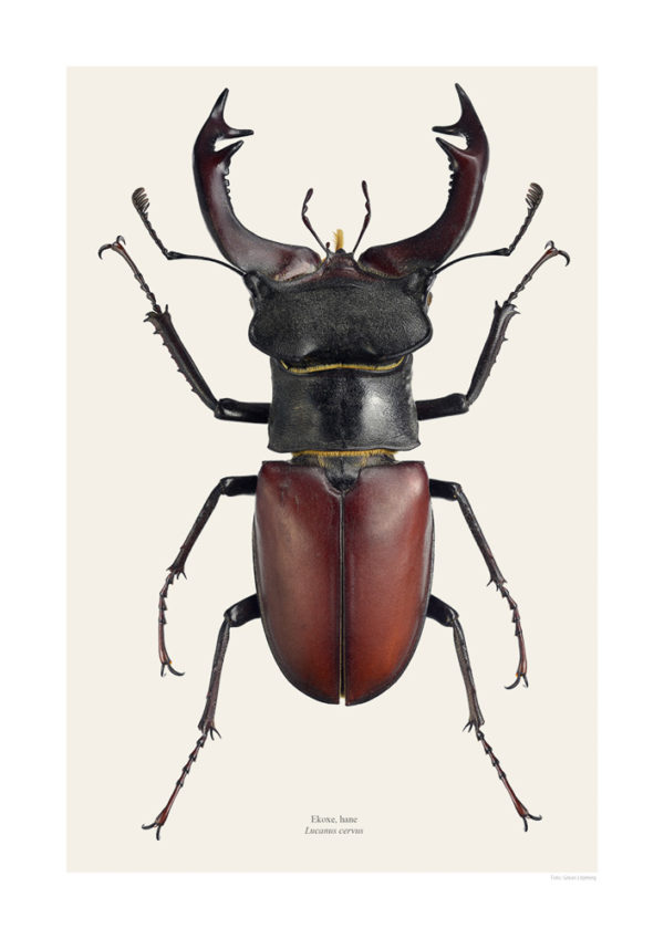 Eikehjort, Lucanus cervus, hann