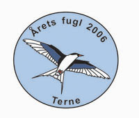 Terne pin - Årets fugl 2006