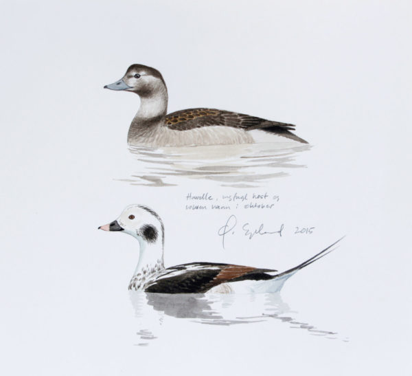 Haveller - Hann oktober og ungfugl - Original akvarell av Øivind Egeland