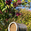 Ynglekasse for solitære bier