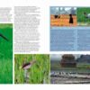 Farmland Birds across the World