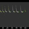 SSF BAT3-Detector - Flaggermus detektor med spektogram og sonogram.