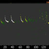 SSF BAT3-Detector - Flaggermus detektor med spektogram og sonogram.