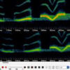 Wildlife Acoustics Song Meter SM4 TS - Lydopptaker for naturovervåking med GPS Time Synchronization