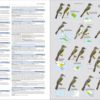 Illustrated Checklist of the Birds of the World - Volume 2 (Passerines)